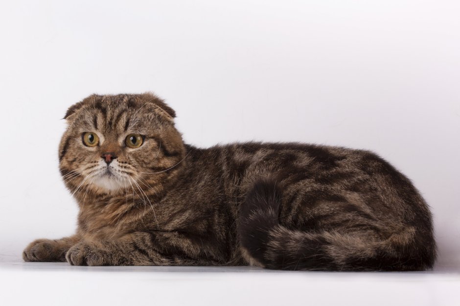 Шотландский скоттиш фолд мраморный