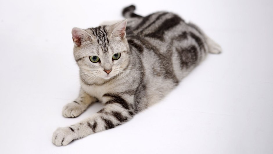 Британский короткошерстный кот полосатый