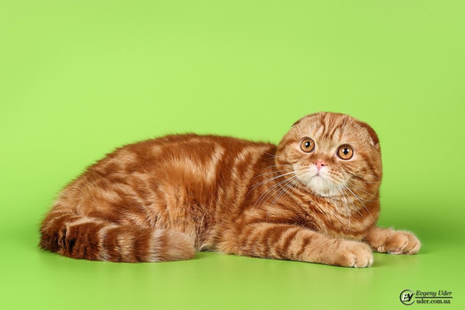 Шотландская вислоухая табби Браун