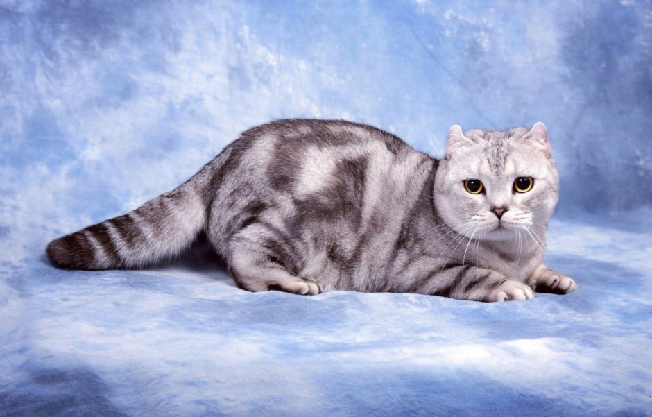 Вислоухий британец полосатый