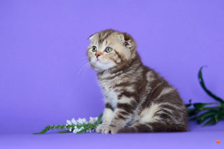 Шотландская вислоухая кошка красный мрамор