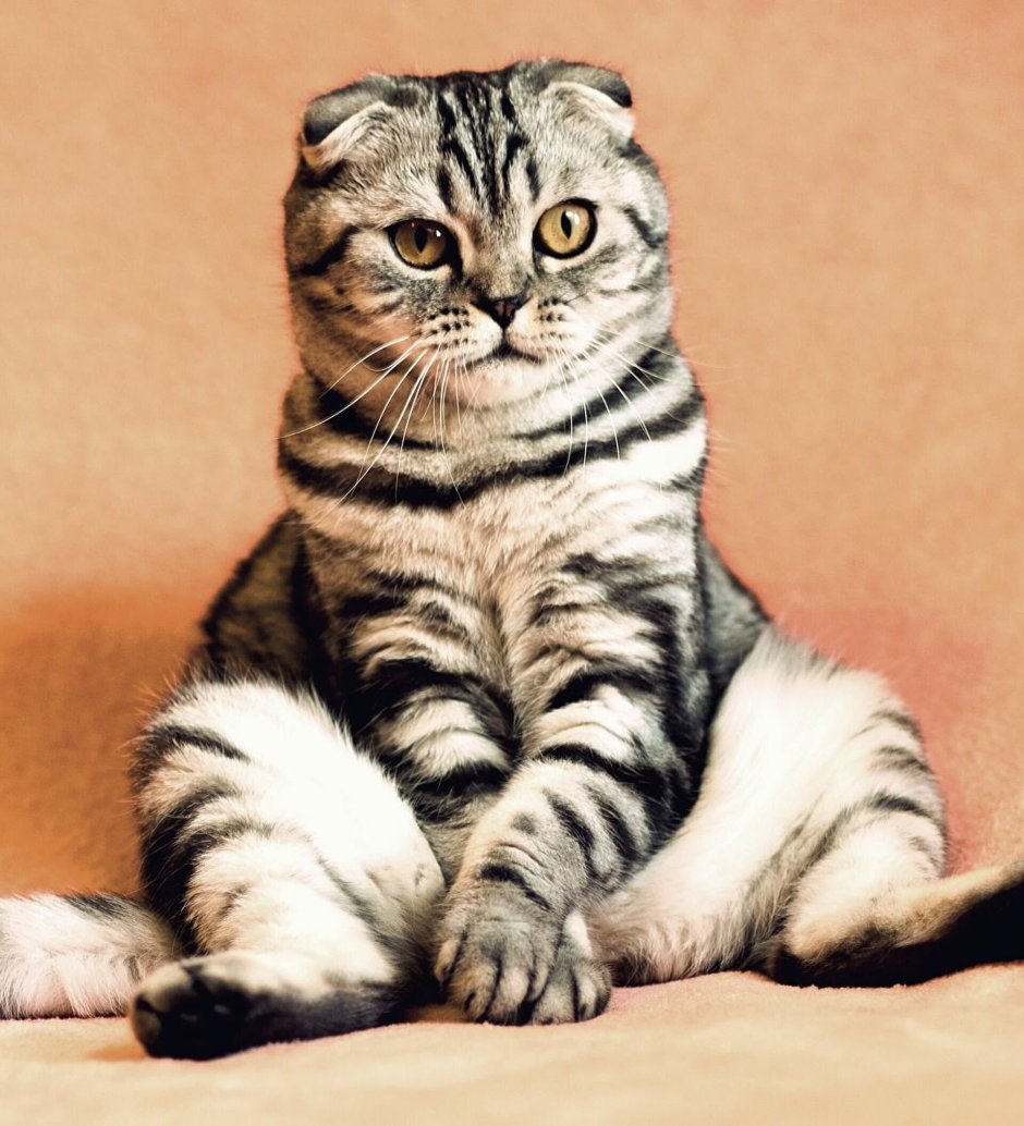 Шотландская вислоухая полосатая