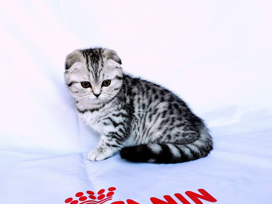 Скоттиш фолд ns24