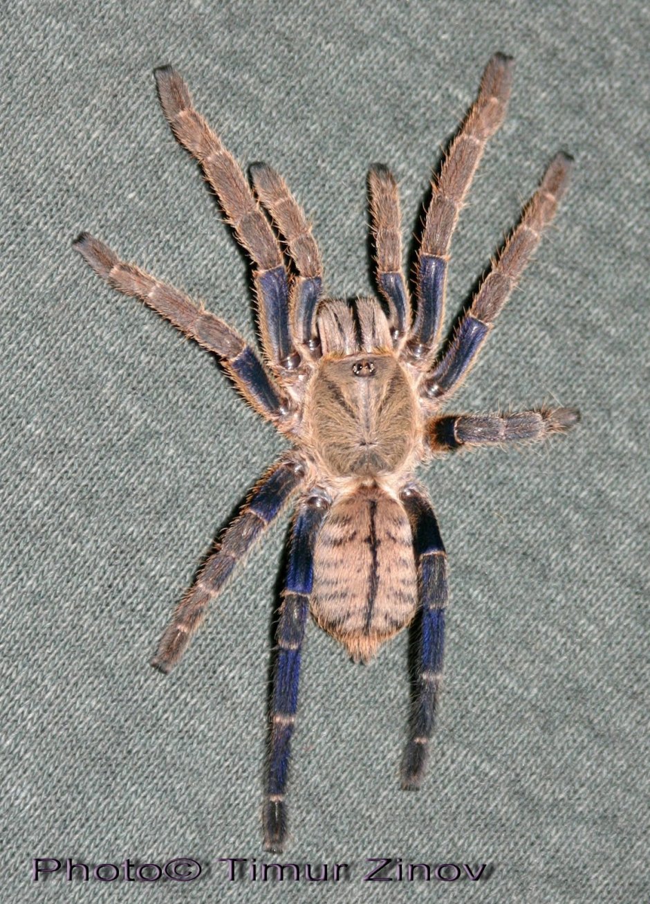 Haplopelma lividum