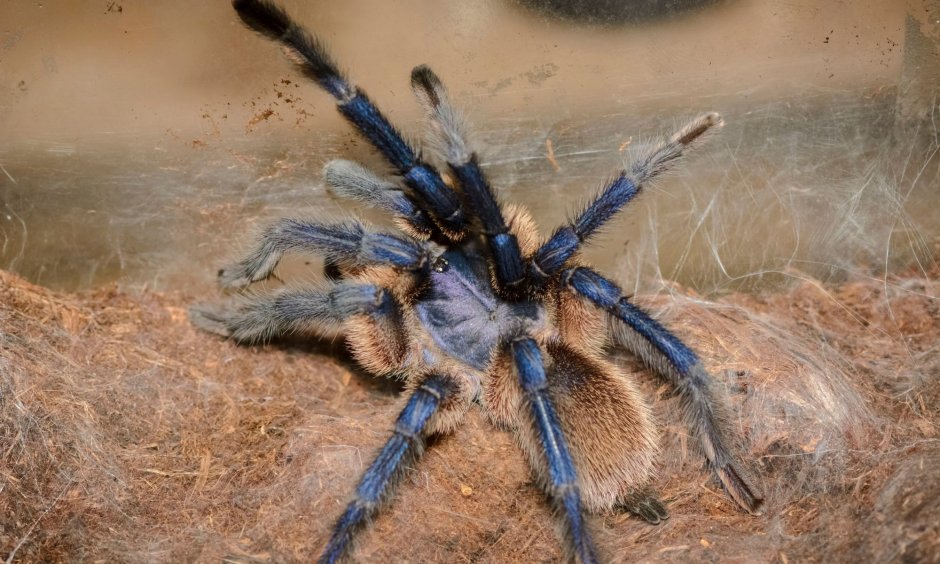 Птицеед гаплопельма ливидум (Haplopelma lividum