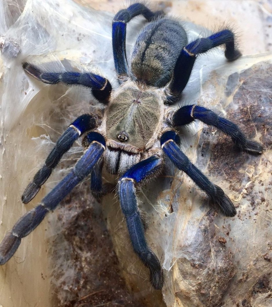 Haplopelma lividum укус