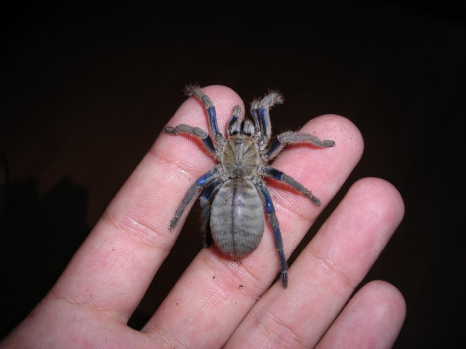 Haplocosmia himalayana