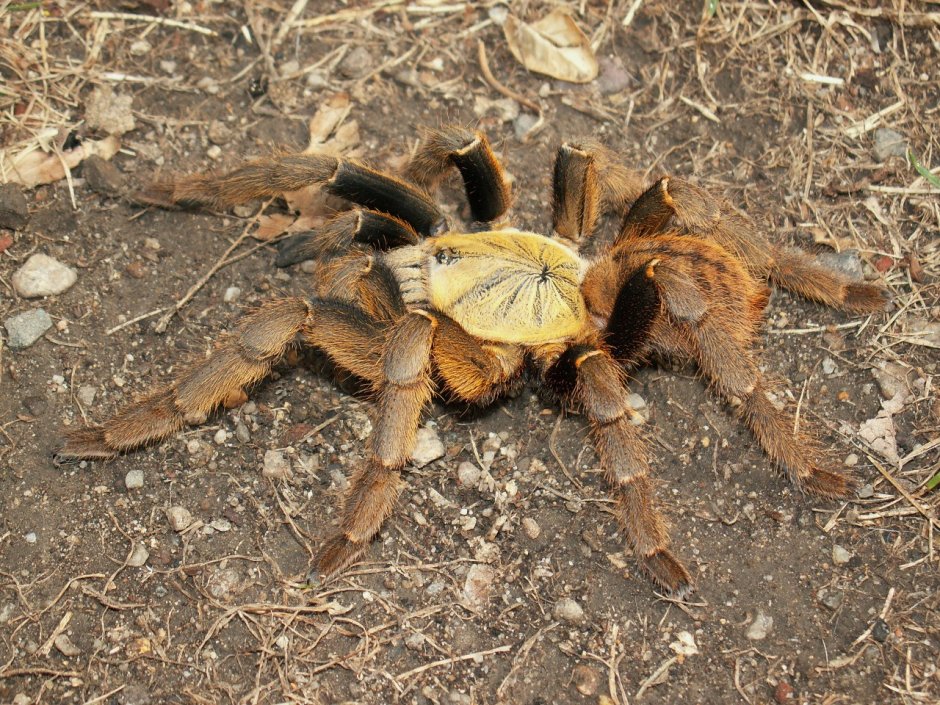 Poecilotheria subfusca