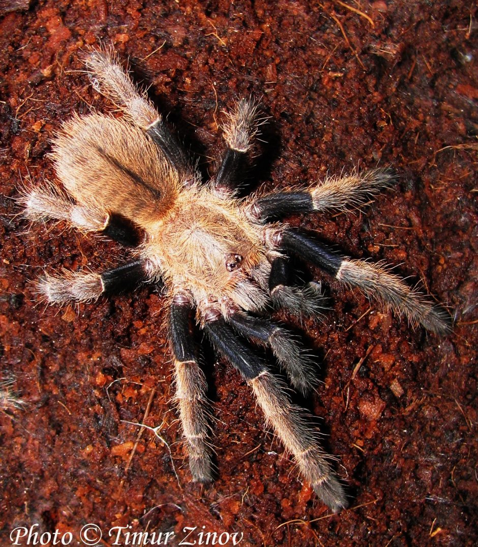 Кобальтовый птицеед Haplopelma lividum