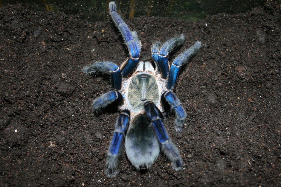 Haplopelma lividum разведение