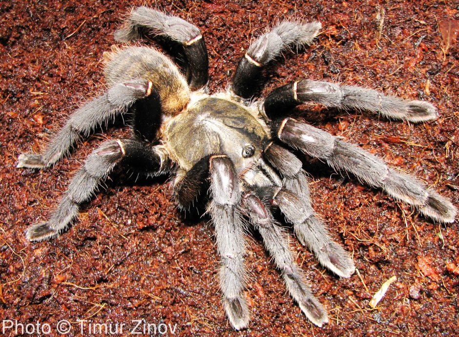 Птицеед гаплопельма ливидум (Haplopelma lividum
