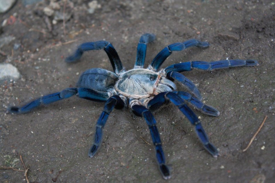 Haplopelma SP В Греции