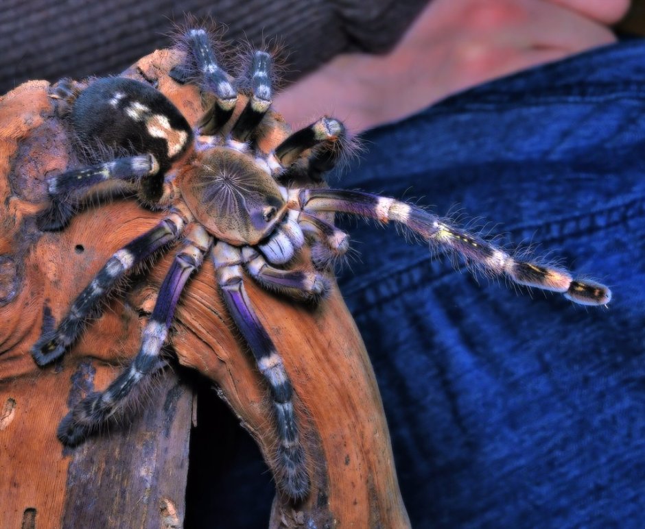 Синий птицеед Poecilotheria Metallica