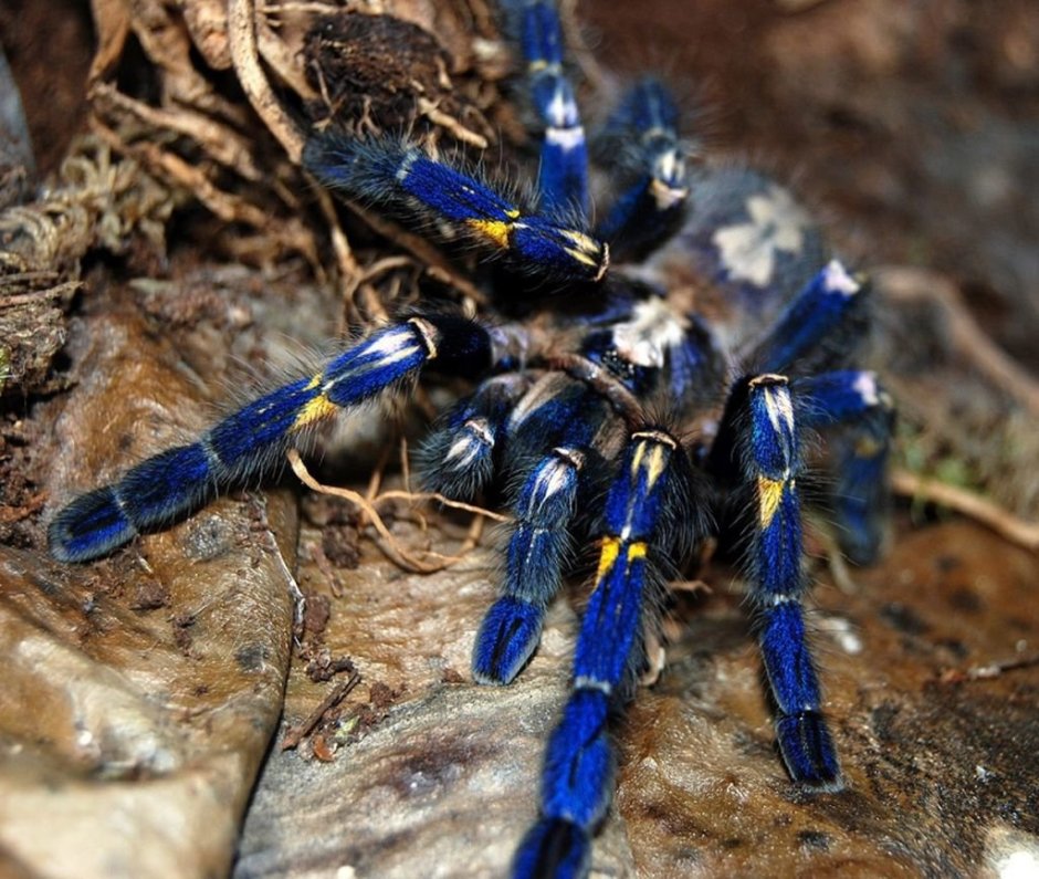 Haplopelma Schmidti Gold