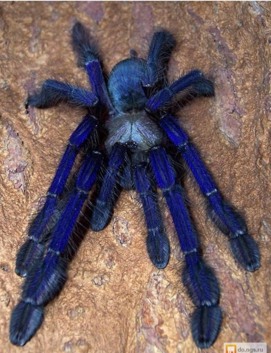 Pet Spider food