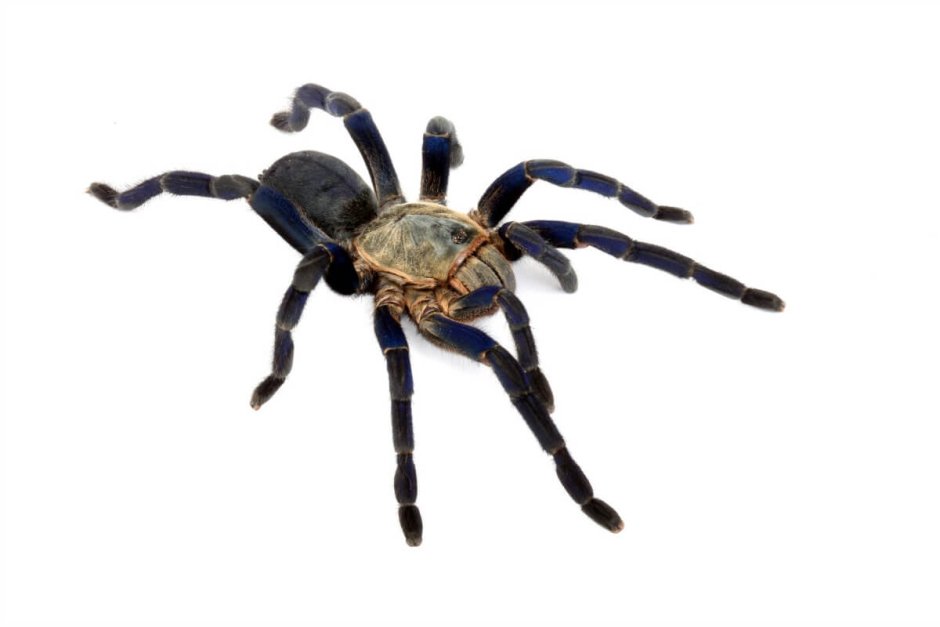 Паук птицеед Poecilotheria Metallica