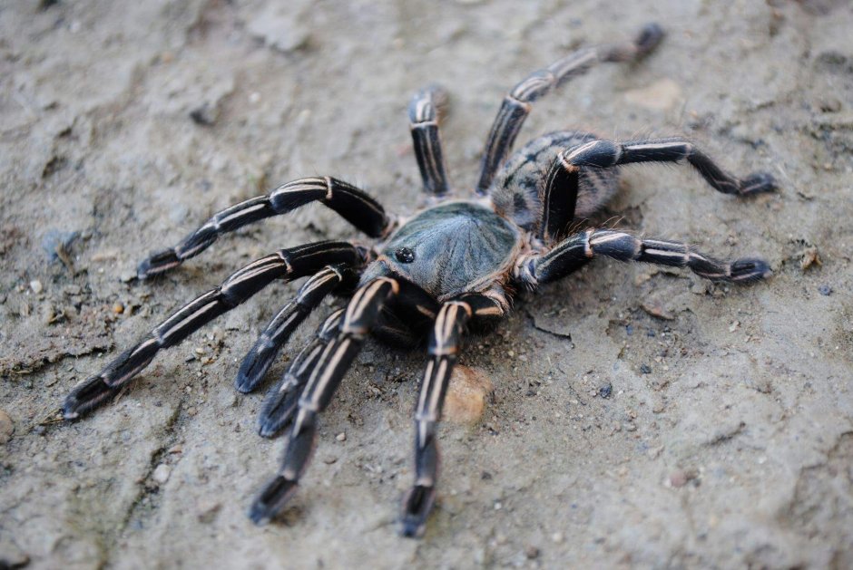 Haplopelma SP. Bach ma