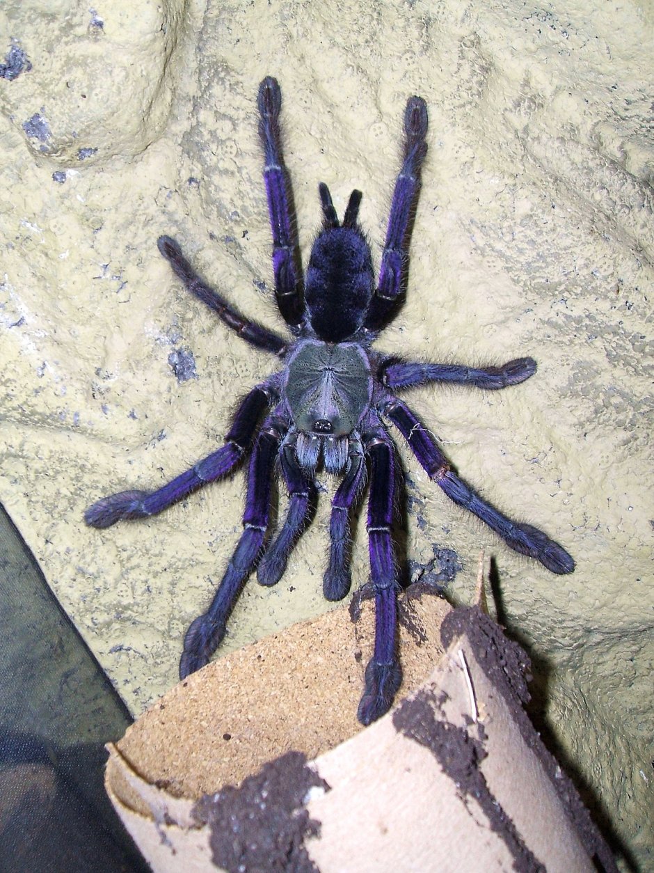 Poecilotheria Metallica паук