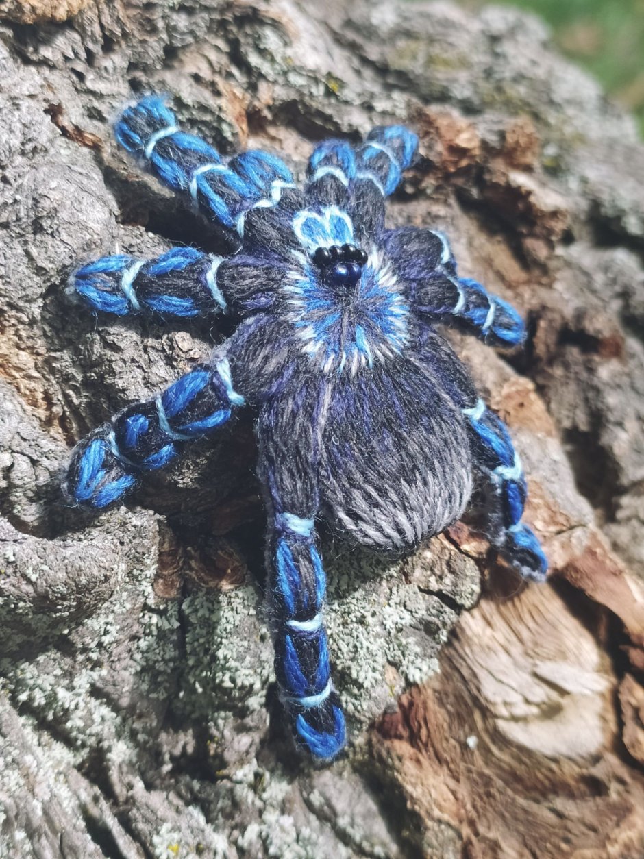 Cyriopagopus lividus