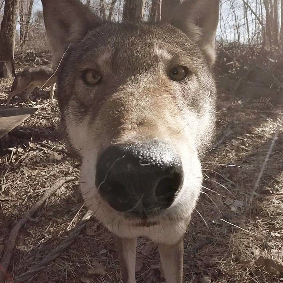 Броня из шкуры волка