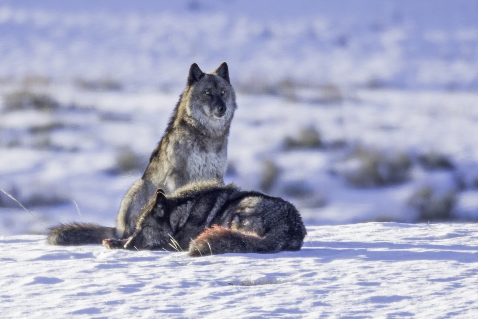 Волк Забайкальского края