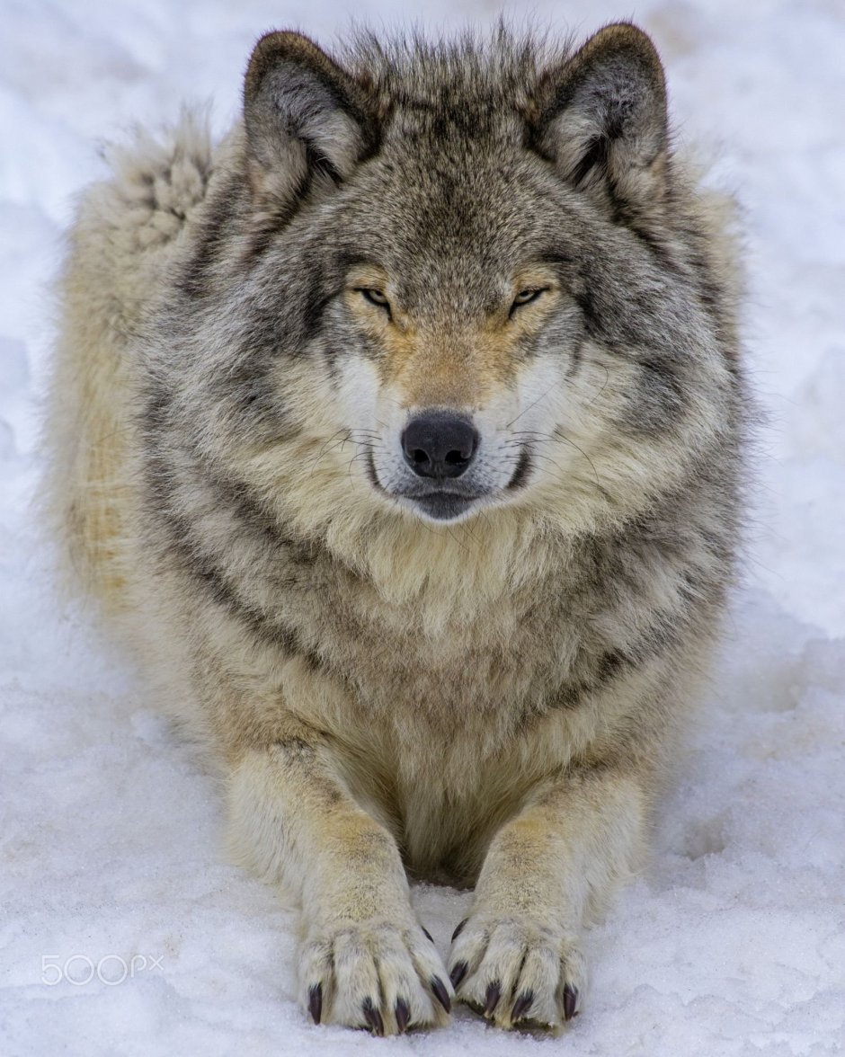 Толстый волк