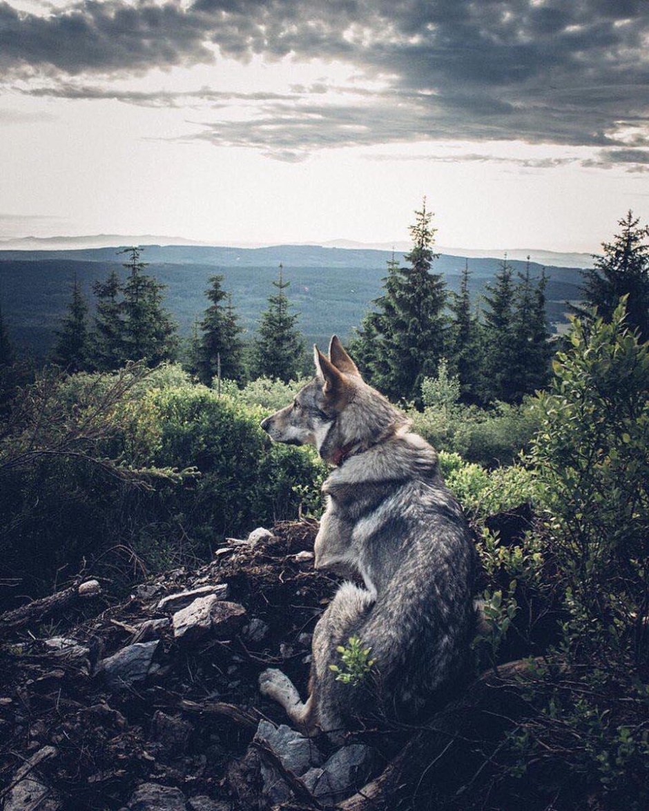 Фурри волк ферал