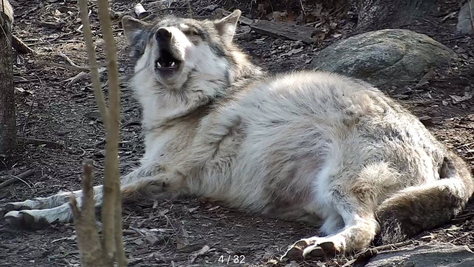 Волк с пузом