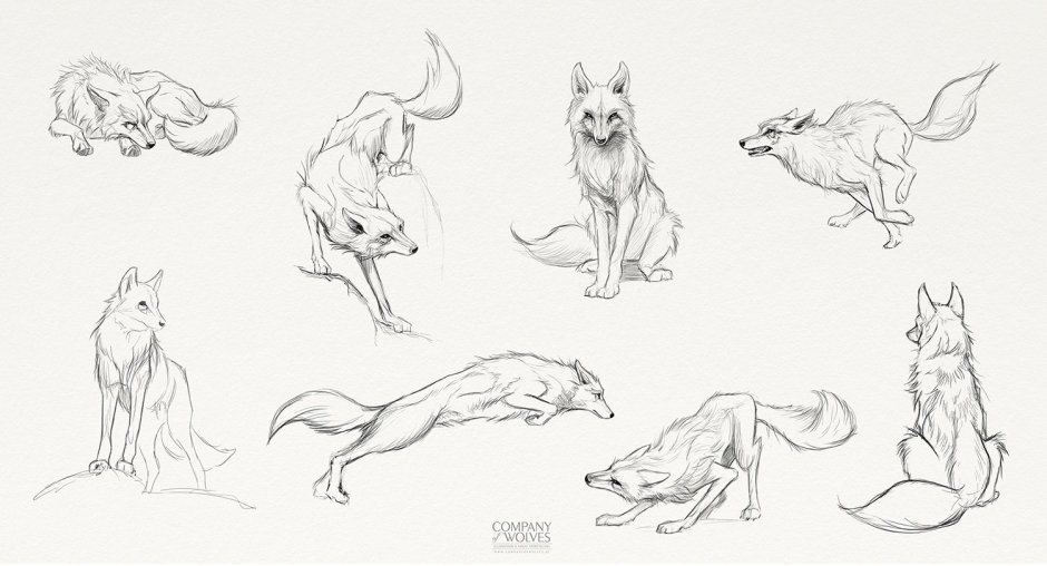 Толстый волк