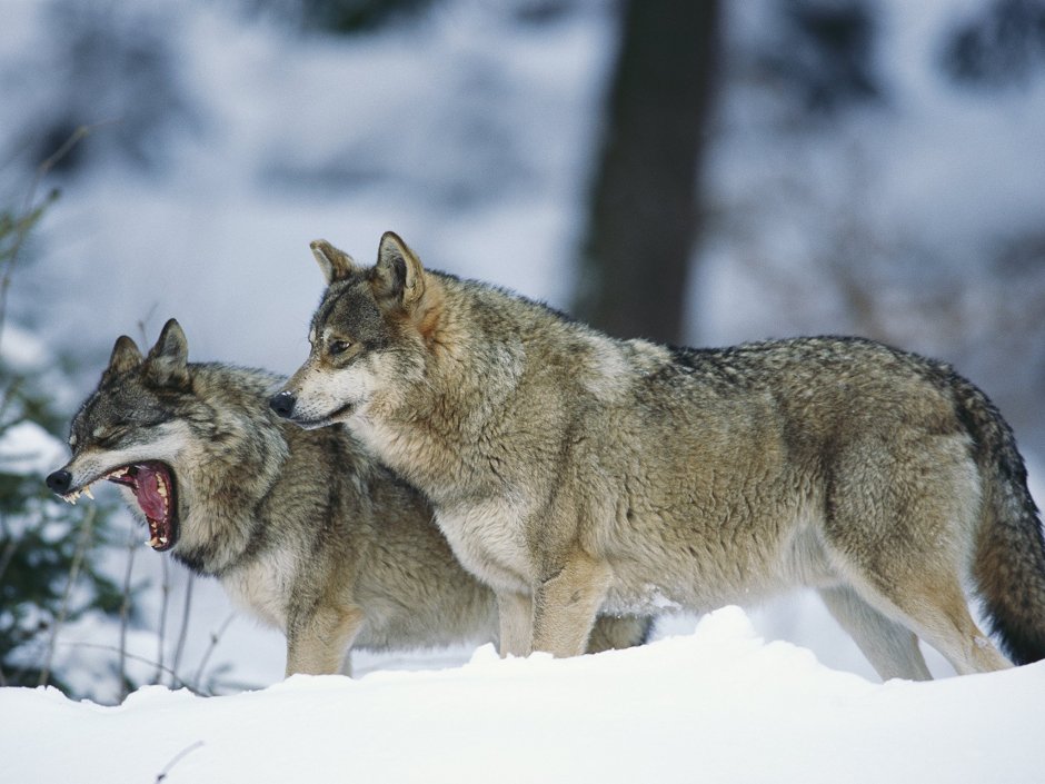 Фурри Церберус man