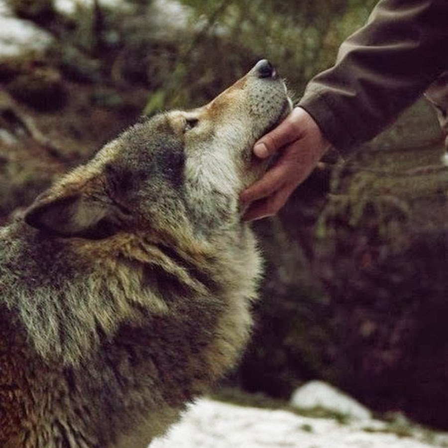 Волк и человек Дружба