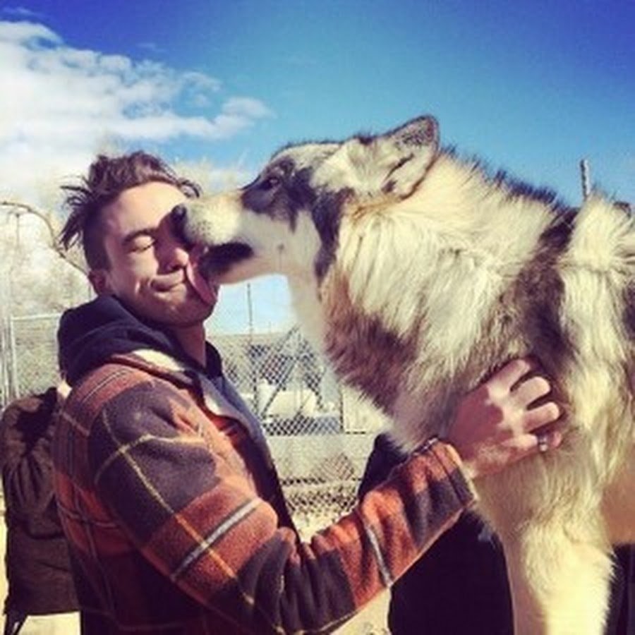 Дружба Волков и людей