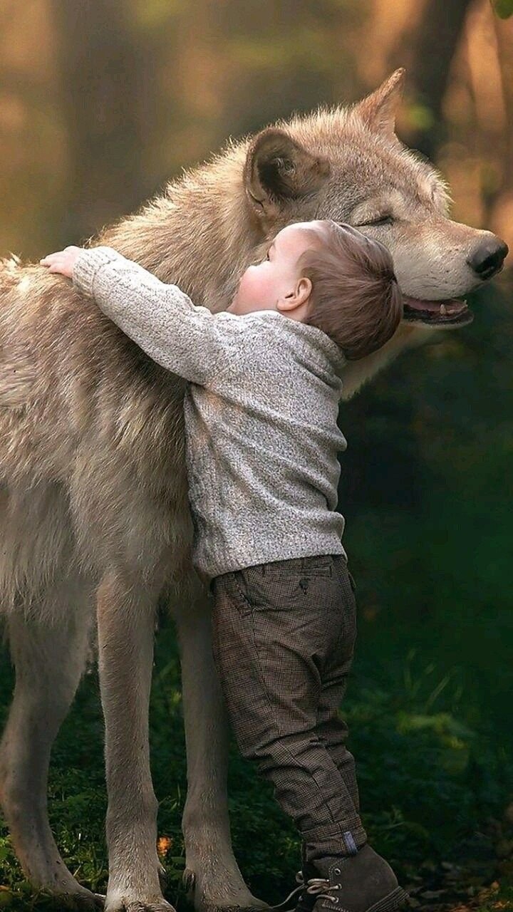 Волк и человек Дружба