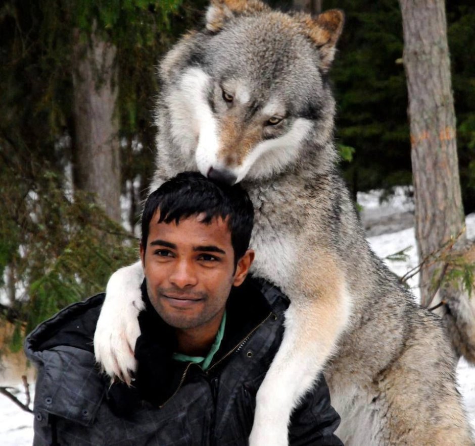 Волк и человек Дружба