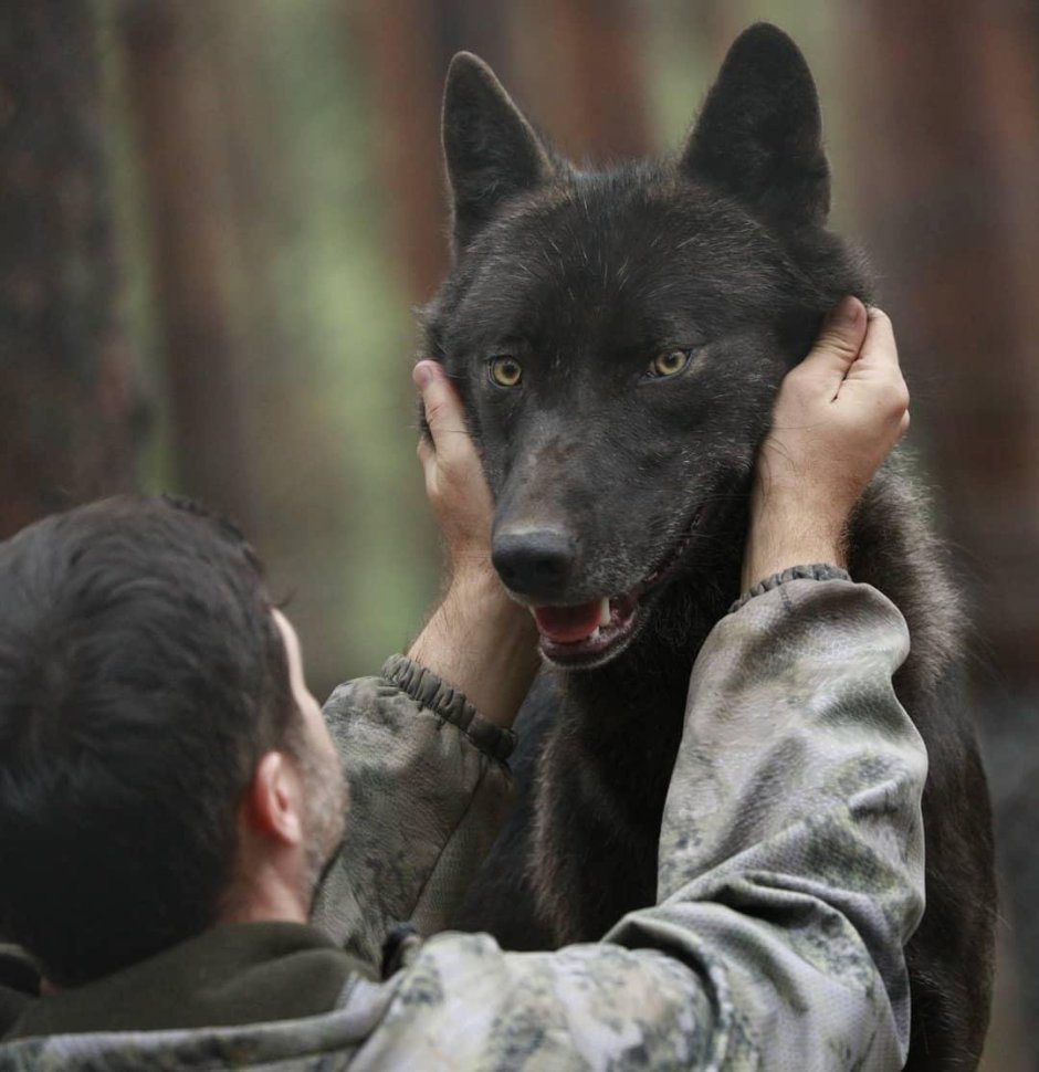 Волк и человек Дружба