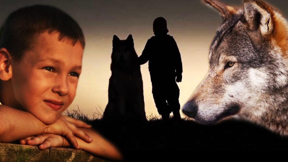 Волк и человек Дружба