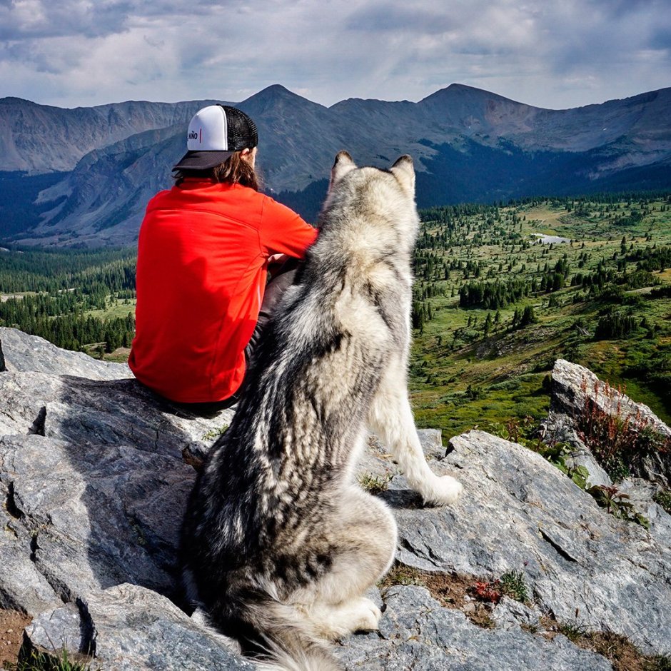 Волк на горе