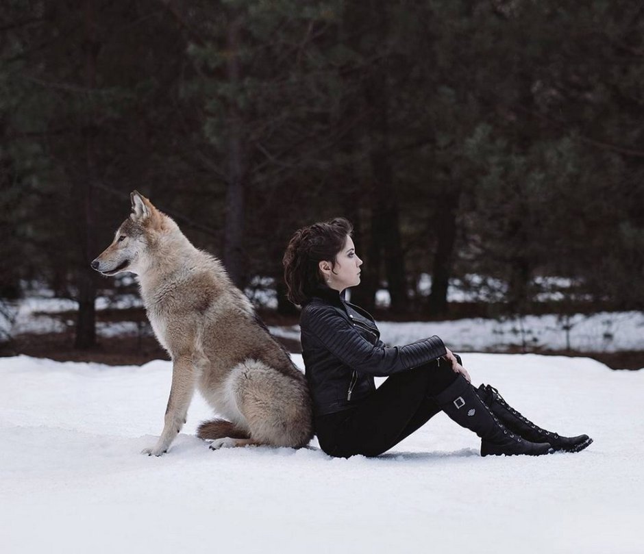 Канадский волкособ вольфхунд