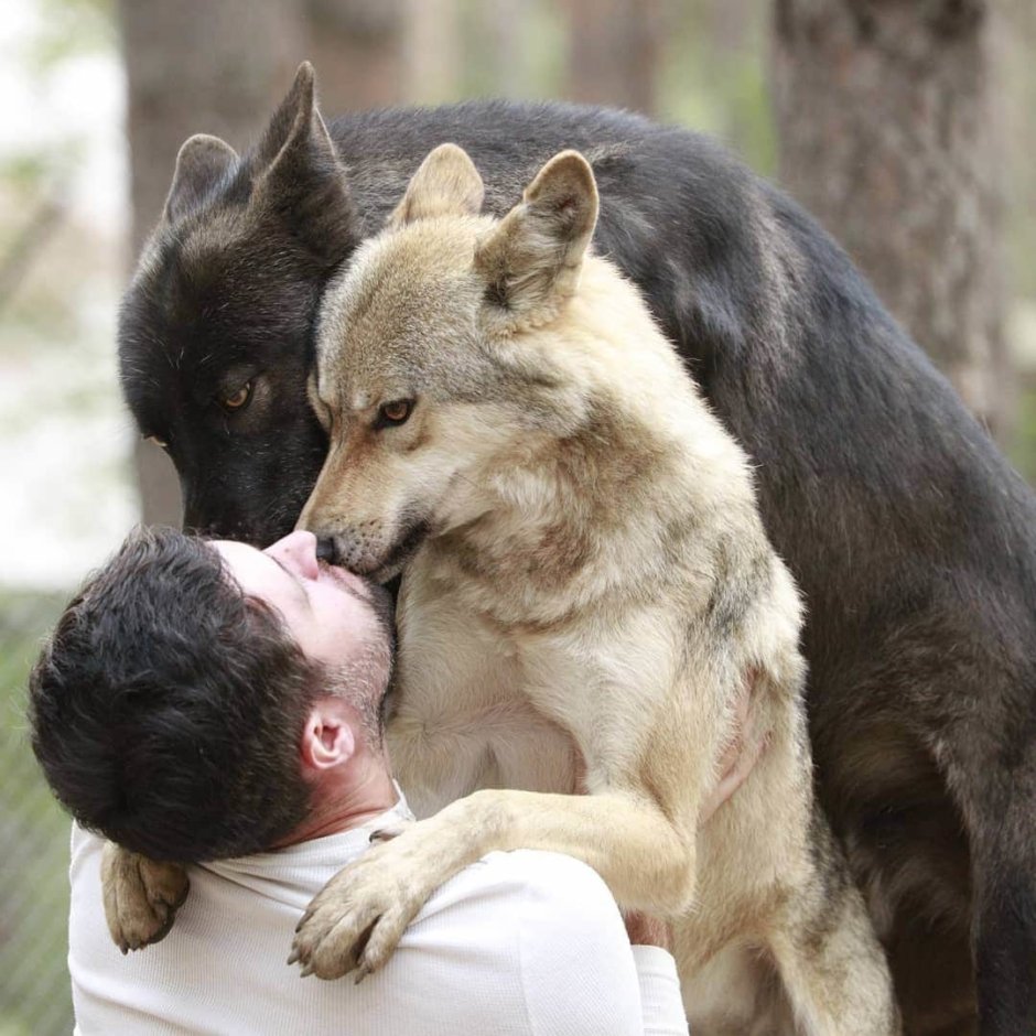 Дружба Волков