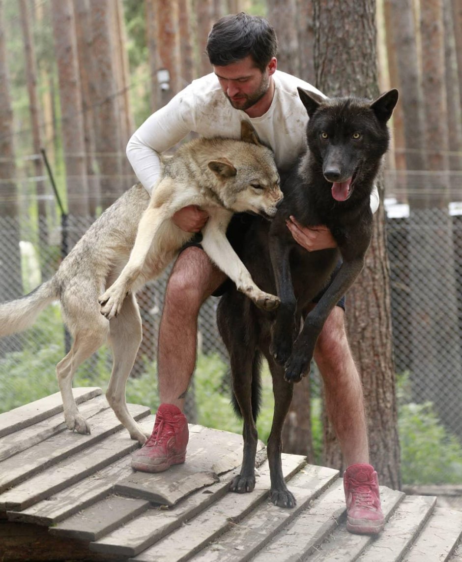 Маленькая девушка и волк