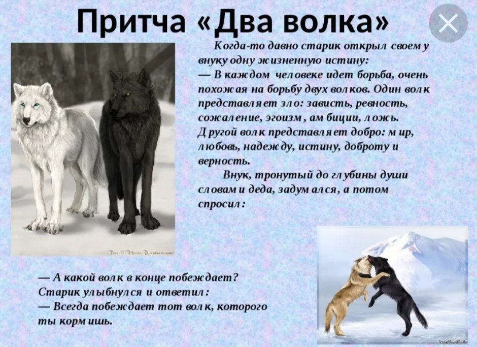 Волк и волчица любовь