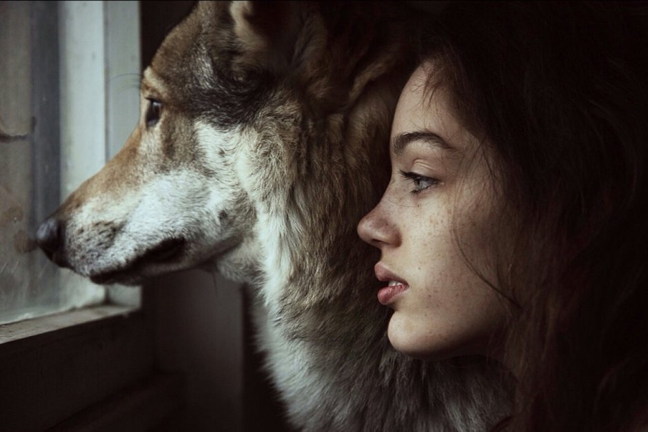 Серый волк и человек