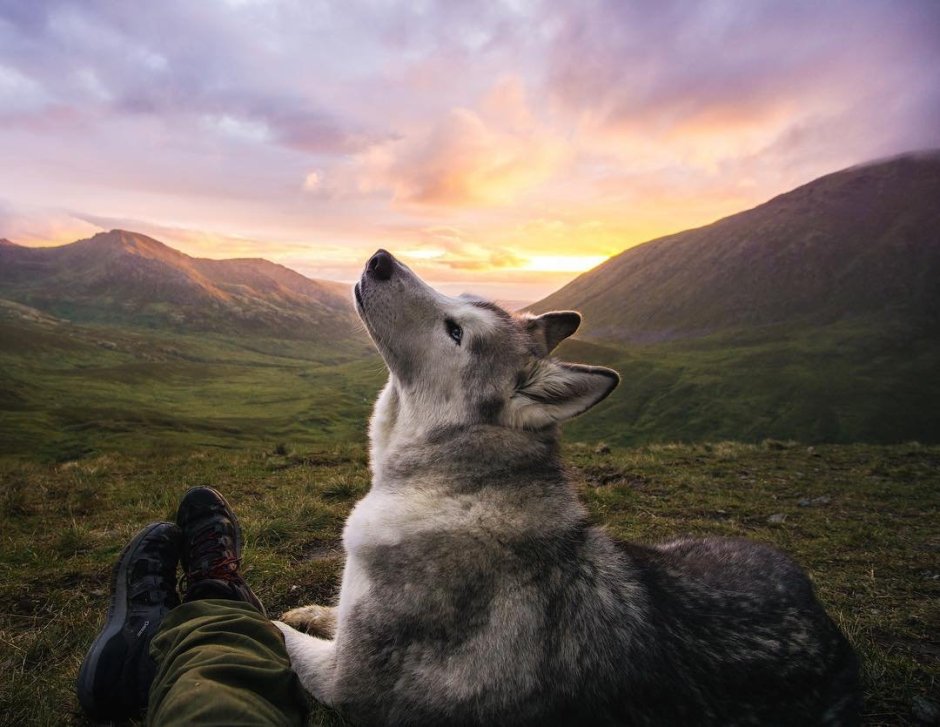Гладит волка