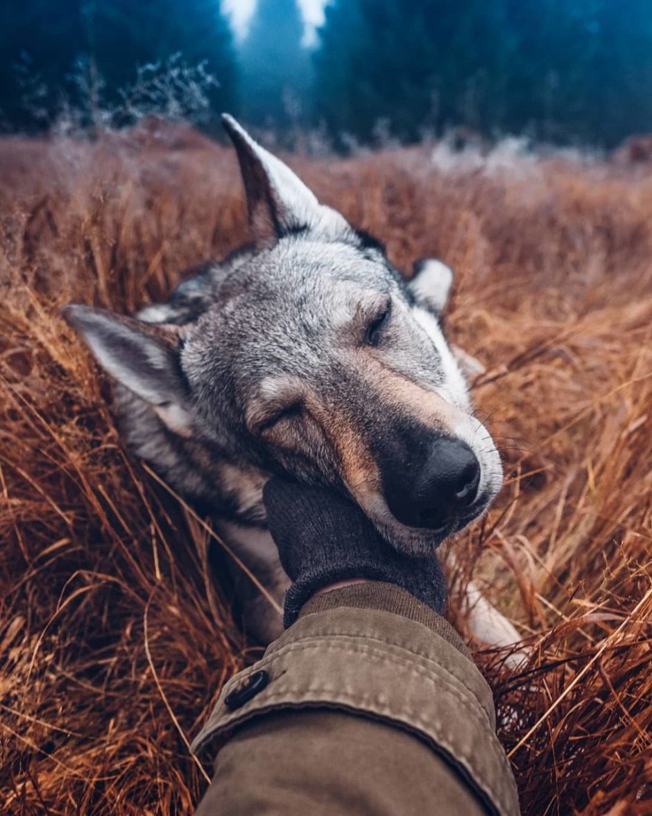 Превращение волка в собаку