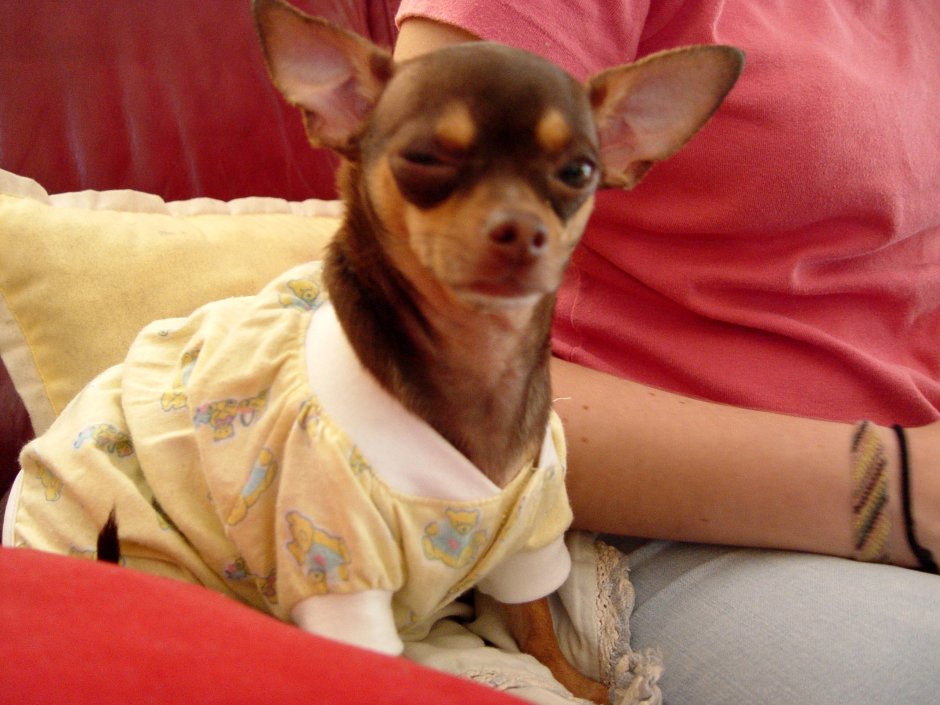 Чихуахуа Вологда