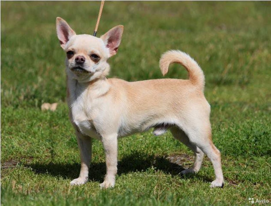 Чихуахуа стандарт Тип кобби