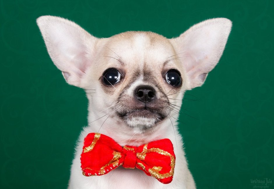 Китайская чихуахуа