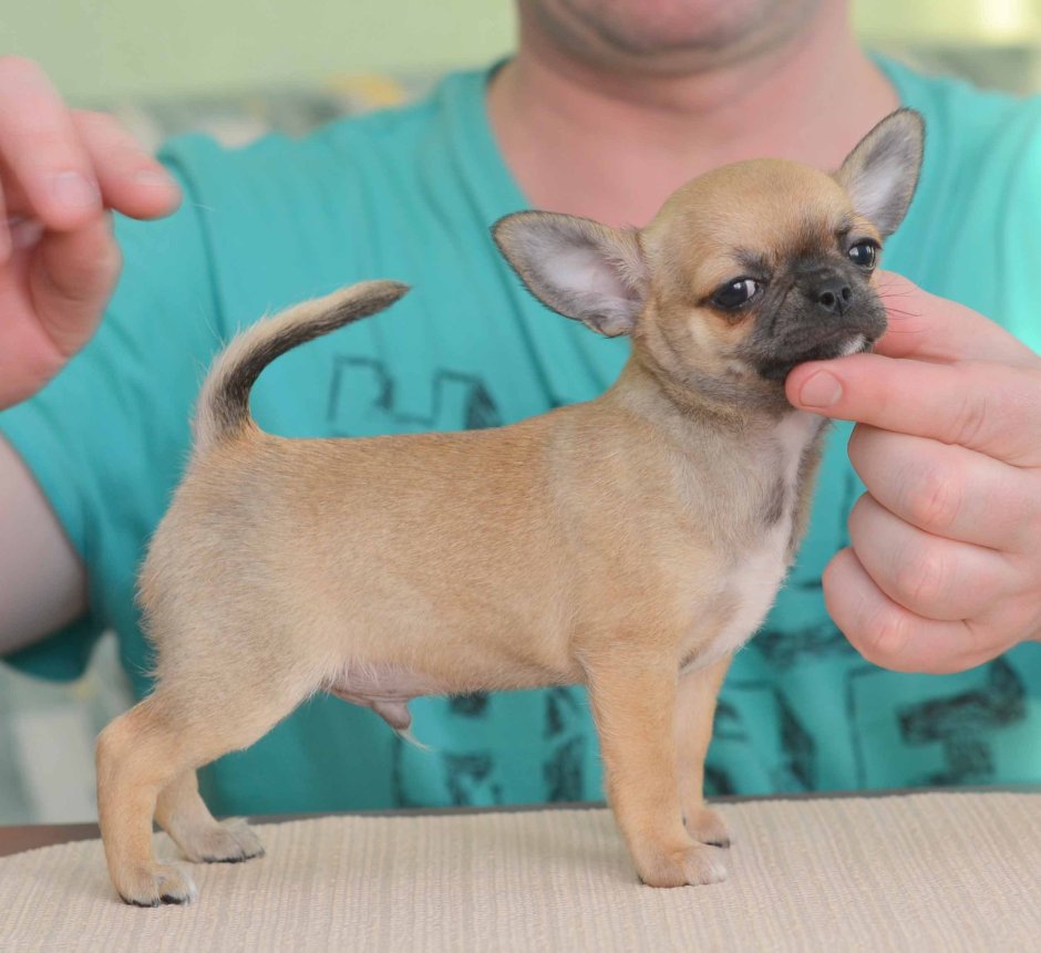 Чихуахуа РЕН