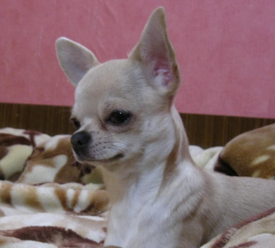 Чинтамани питомник чихуахуа