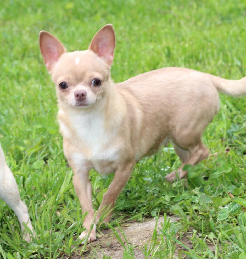 Чихуахуа гладкошерстные